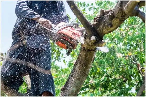 tree services Elliston